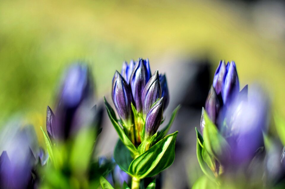 Flowers plant macro