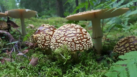 Yellow fly agaric boletus brown fly agaric