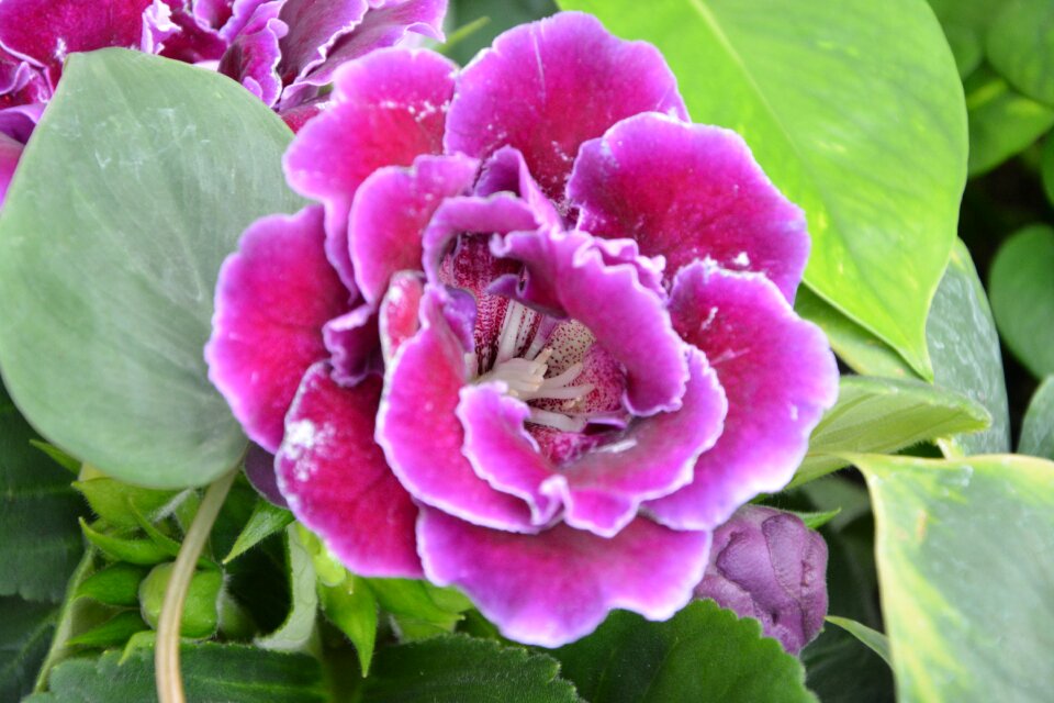 Decor decorative bright pink