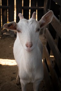 Barn animalia goat photo