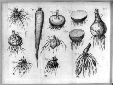 Composite of 11 illustrations of vegetable roots LCCN2005680733