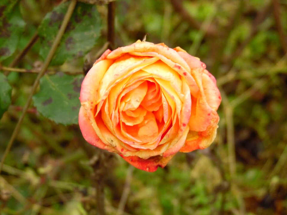 Rose bloom rose orange