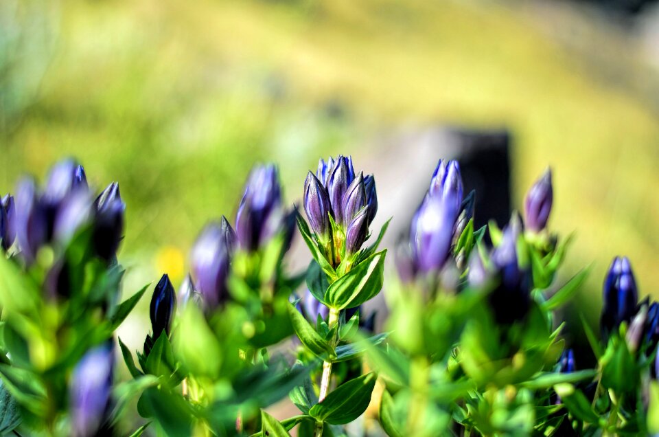 Flowers plant macro
