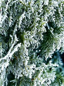 Season leann coniferous tree