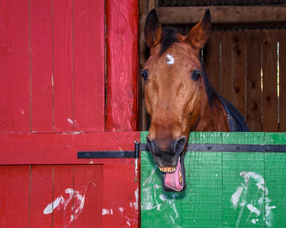 Head animal neigh photo