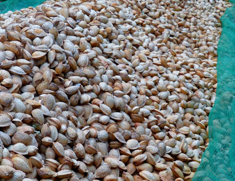 Dry almonds dried fruits borrassa