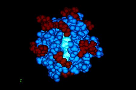 Computer cytochrome C photo