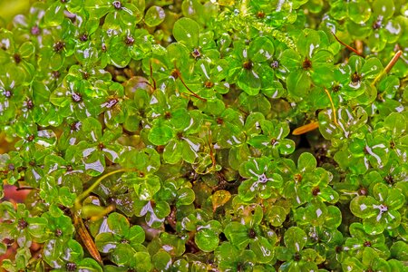 Root of star moss rhizomnium punctatum green