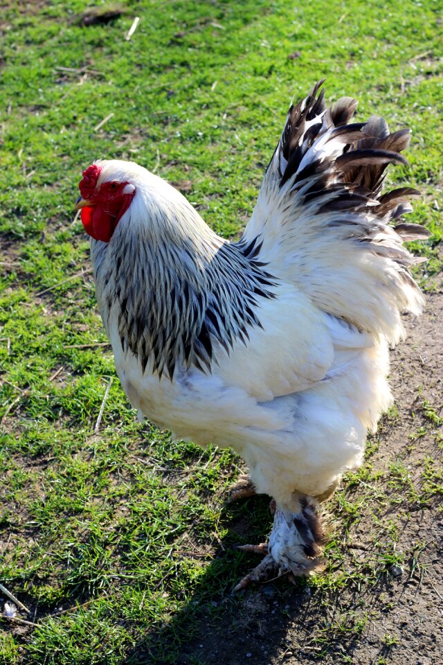 Nature poultry farm