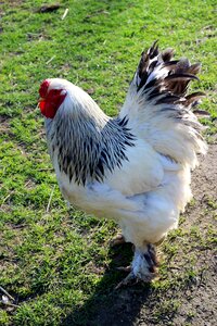 Nature poultry farm