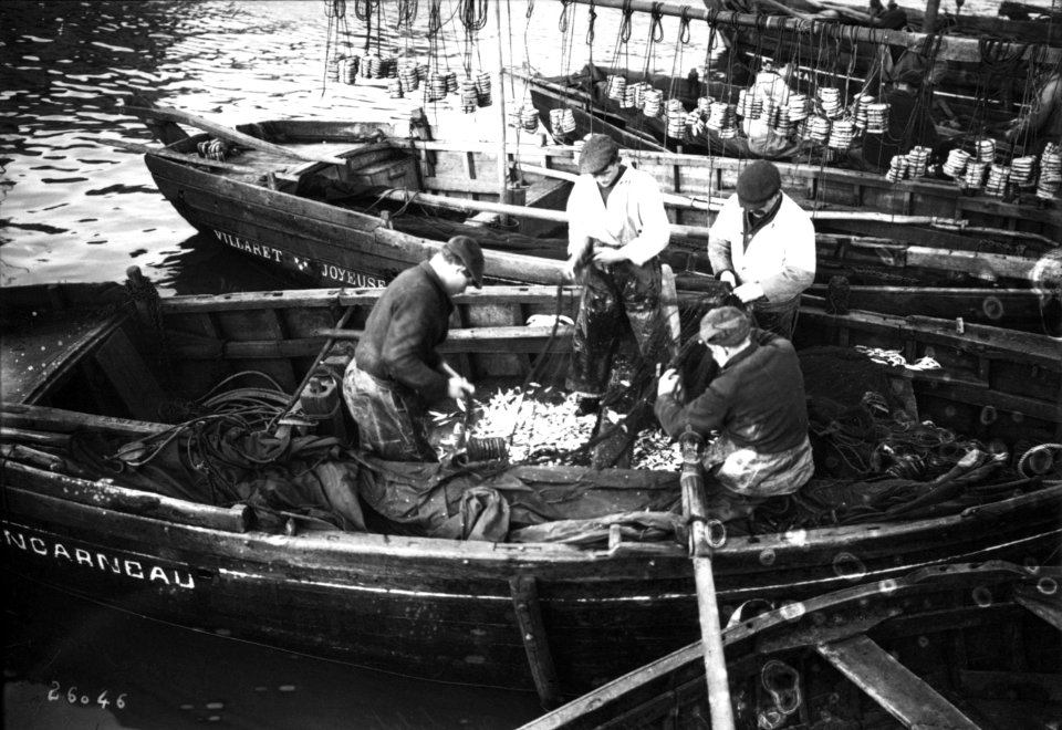 Concarneau on retire les sardines des filets