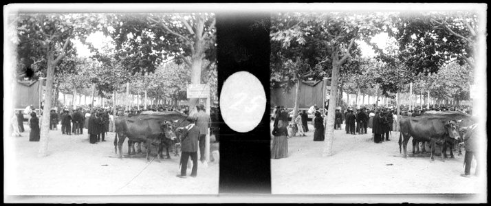 Concurs de bestiar durant el centenari a Jaume Balmes