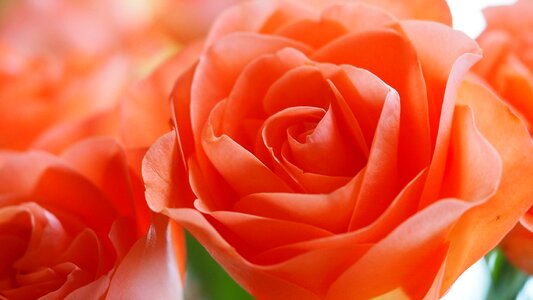 Orange peach-colored petal