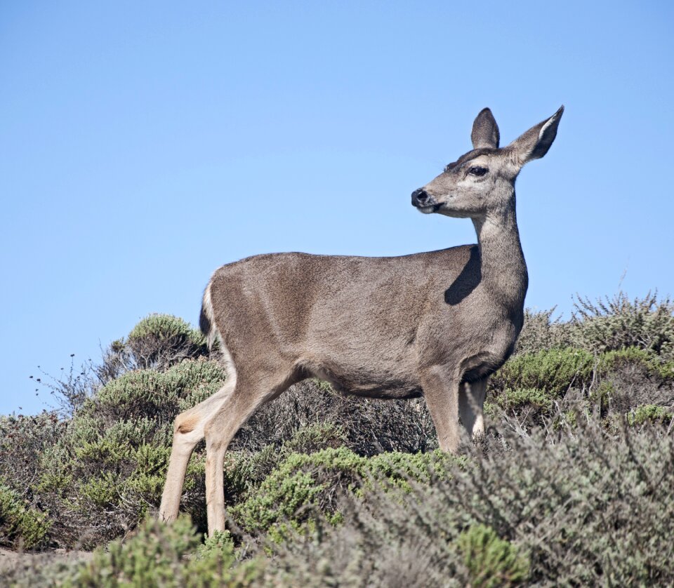 Wildlife animal nature