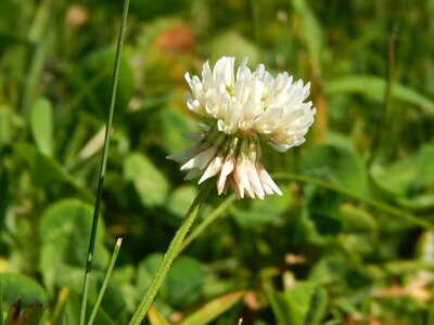 Clover white wild photo