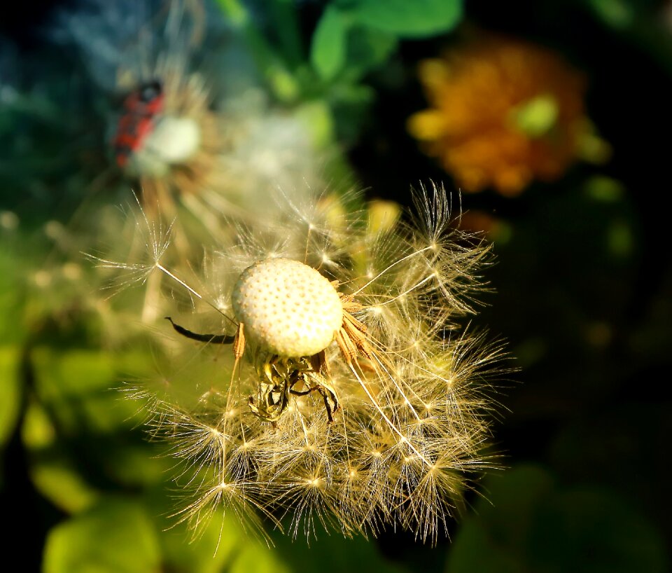 Wild spring summer