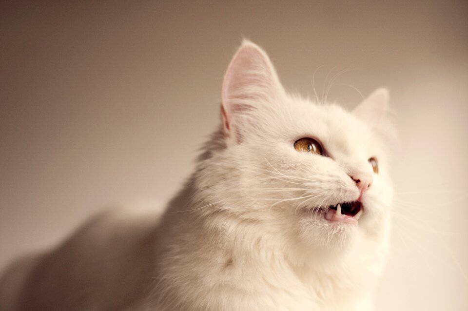 Animal chirping funny
