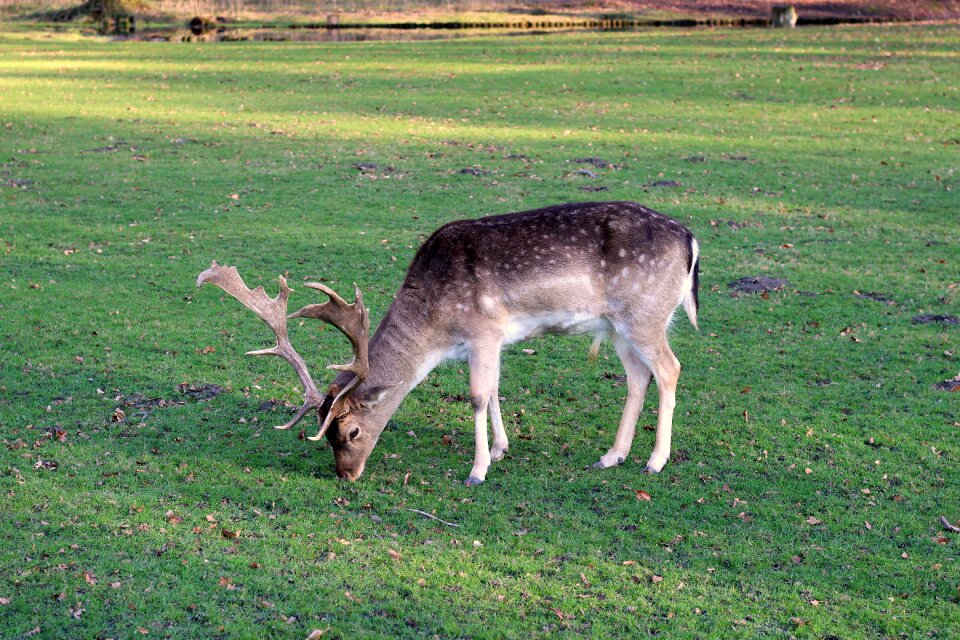 Mammal meadow forest