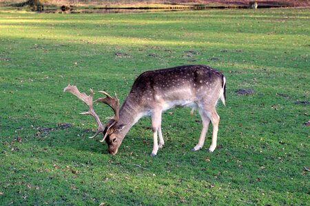 Mammal meadow forest