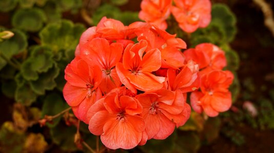 Macro summer flower garden photo