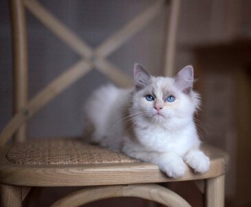 White cat pet