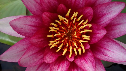 Bloom water flower rose
