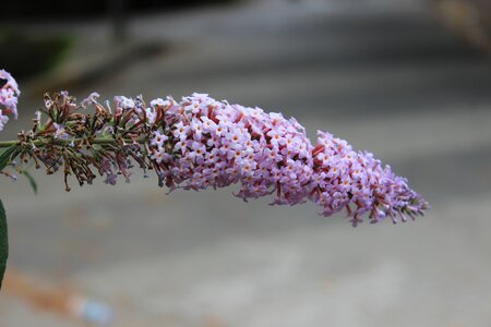 Pink flower turkey istanbul photo