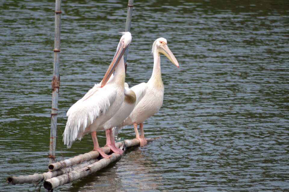 Lake wildlife stork