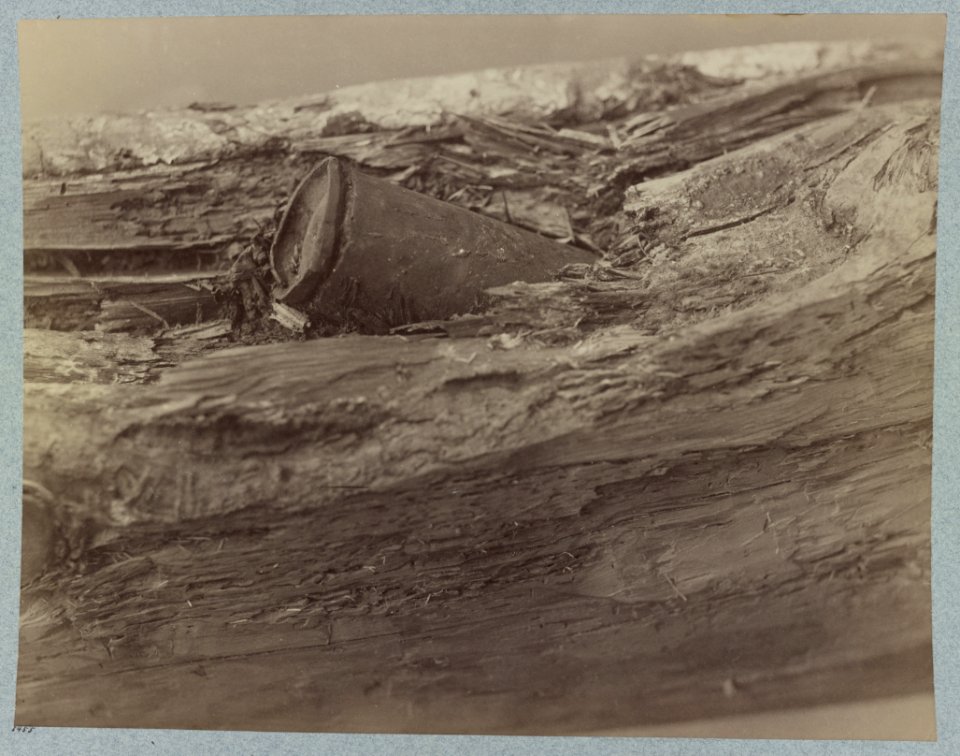 Confederate shell in tree at the Bloody Angle near McCool's house, Spottsylvania (i.e. Spotsylvania), Va. at position held by 7th Rhode Island Infantry LCCN2012646932