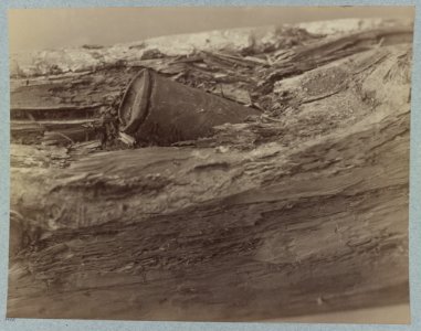 Confederate shell in tree at the Bloody Angle near McCool's house, Spottsylvania (i.e. Spotsylvania), Va. at position held by 7th Rhode Island Infantry LCCN2012646932