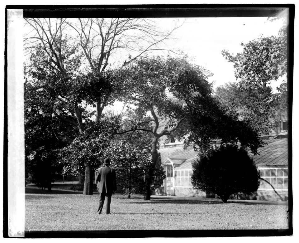 Confucius Oak, botanical garden LCCN2016829085