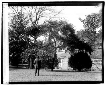 Confucius Oak, botanical garden LCCN2016829085