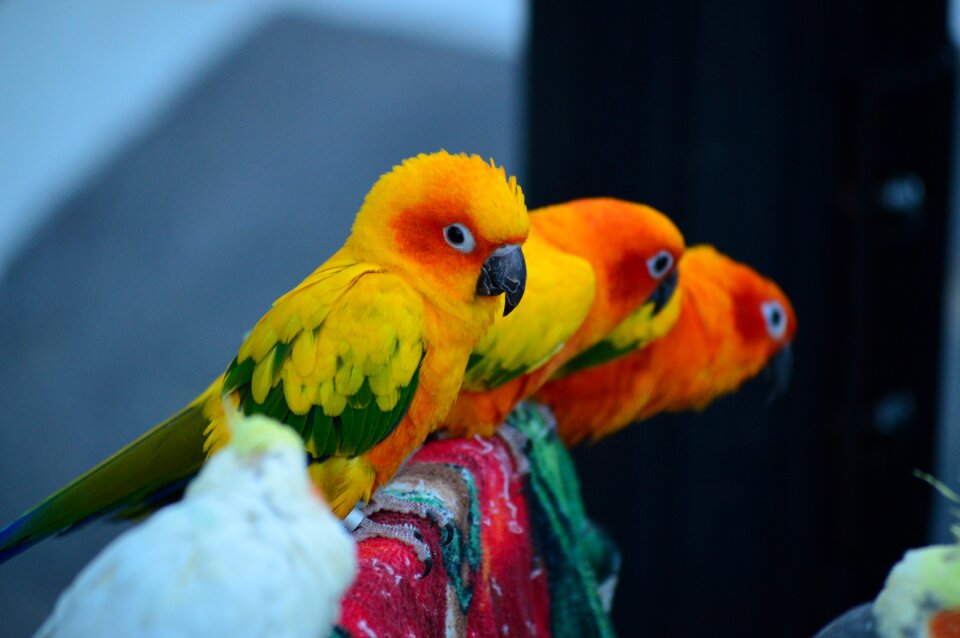 New birds bird