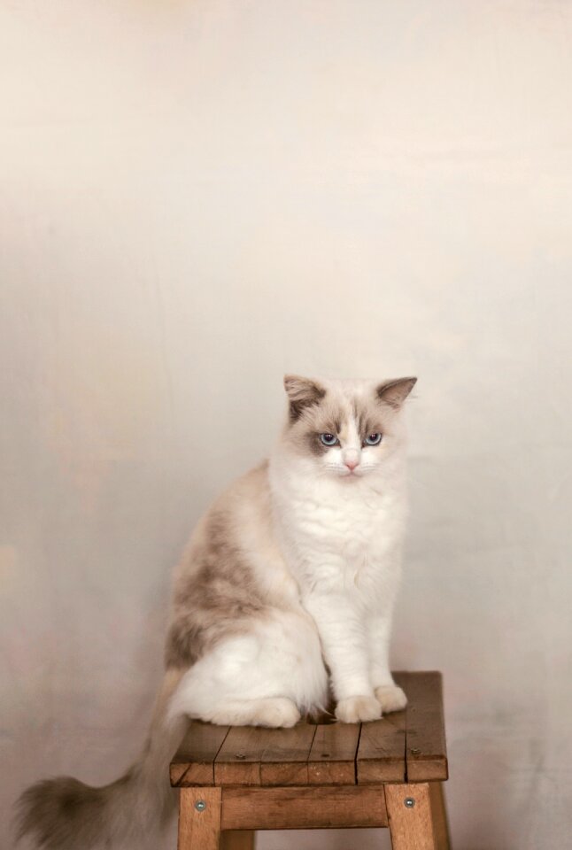 White cat pet