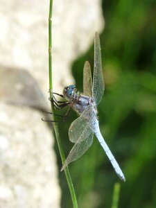 Winged insect orthetrum cancellatum libellulidae photo