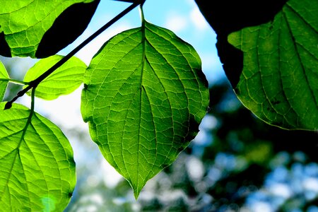 Growth fresh summer