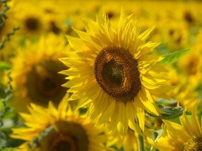 Summer shining bloom
