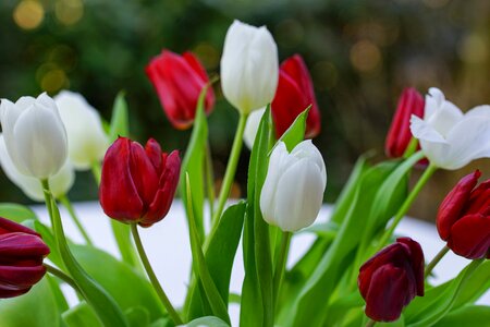 White nature flower