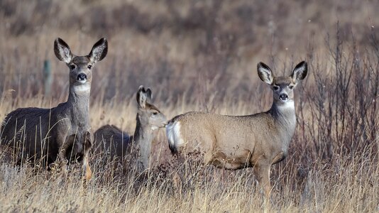 Nature animal wild photo