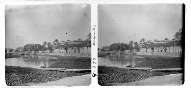 Conjunt de palmeres al canal d ' Alexandria
