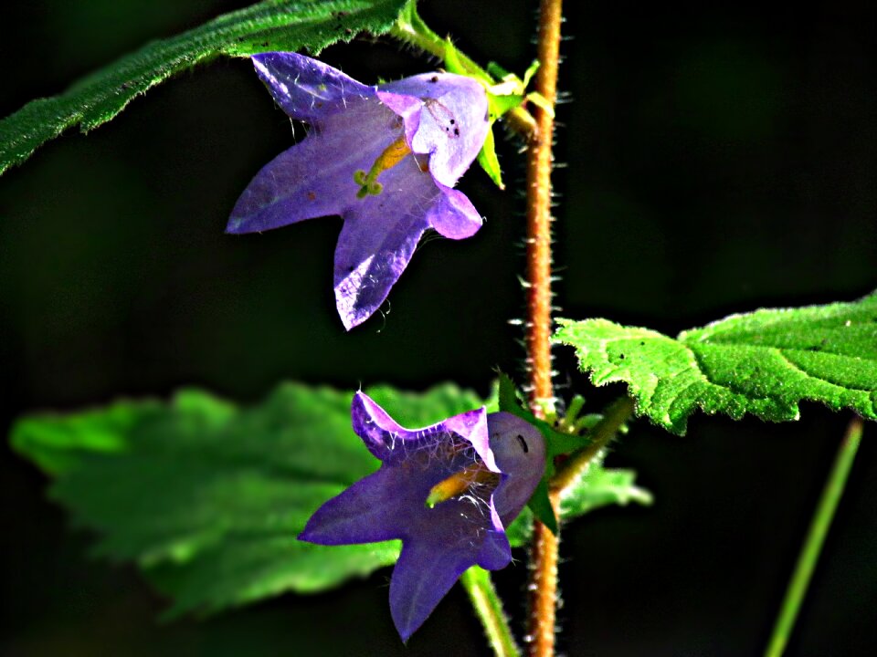 Plants daisy violet