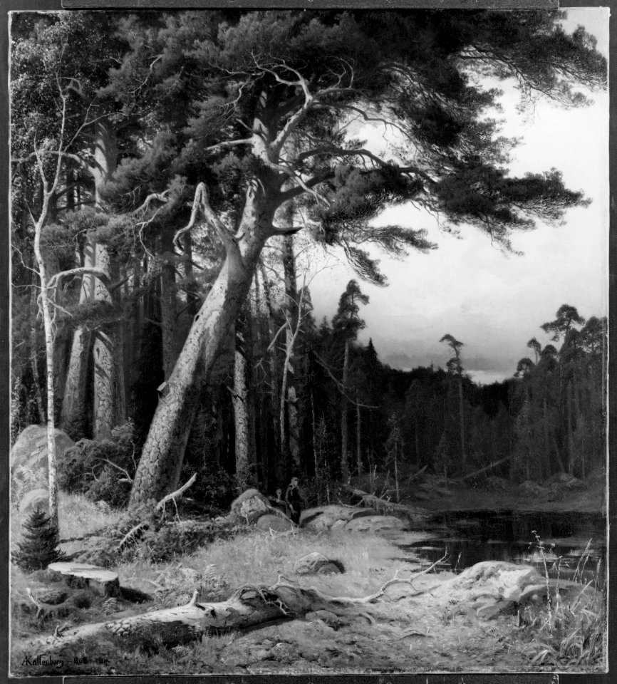 Conifers (Anders Kallenberg) - Nationalmuseum - 18214
