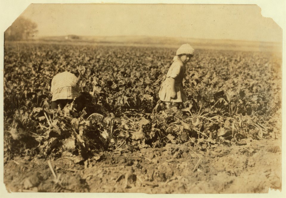 Conrad Helmut's two girls, 6 and 8 yrs. old, pulling beets, near Sterling, Colo. The ground was hard and the little ones tugged away at the beets steadily. There are three smaller children LOC nclc.00323