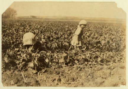 Conrad Helmut's two girls, 6 and 8 yrs. old, pulling beets, near Sterling, Colo. The ground was hard and the little ones tugged away at the beets steadily. There are three smaller children LOC nclc.00323