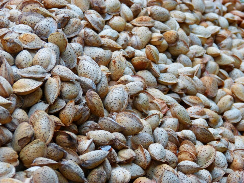 Nutritious shell dry fruit