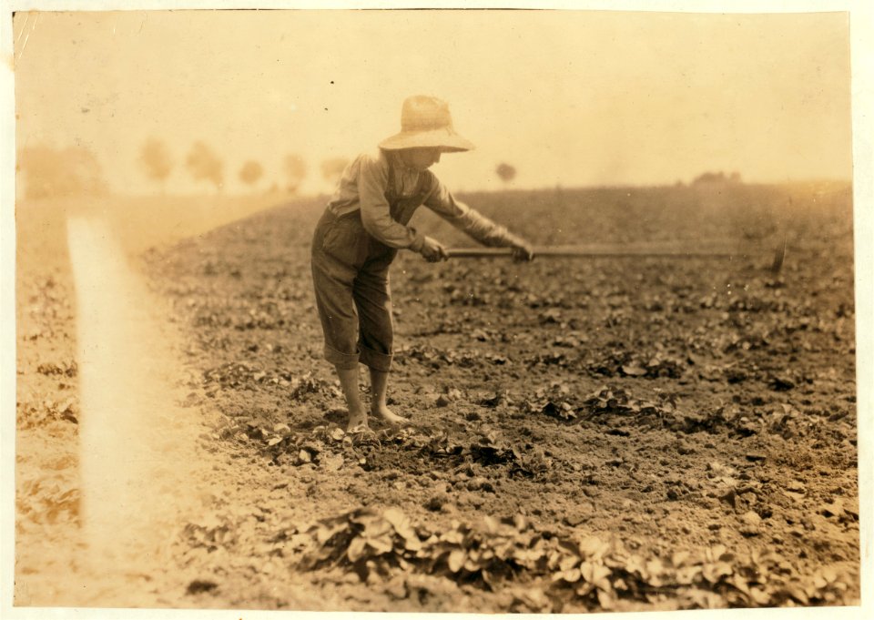 Conrad Elrod, R 3, hoeing strawberries. LOC nclc.00563
