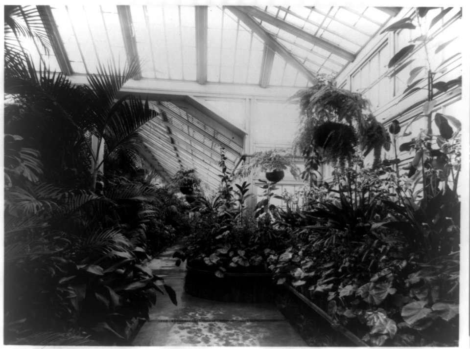 Conservatory in the White House LCCN93515765