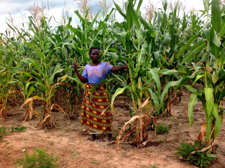 Conservation Agriculture Maize in Lundazi 2014 (14739736527)