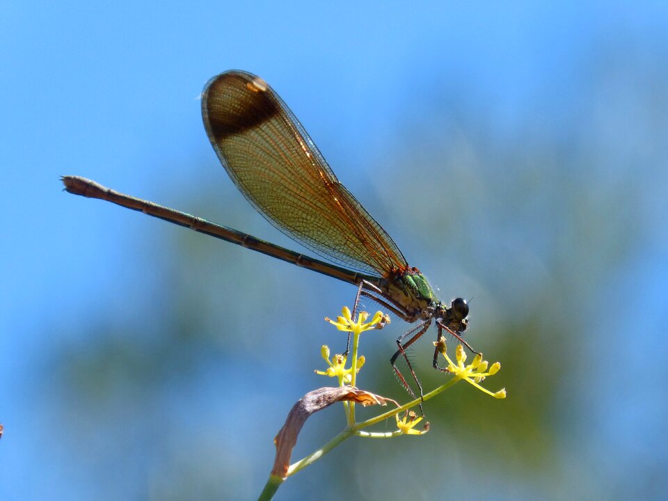 Fennel sky calopteryx haemorrhoidalis