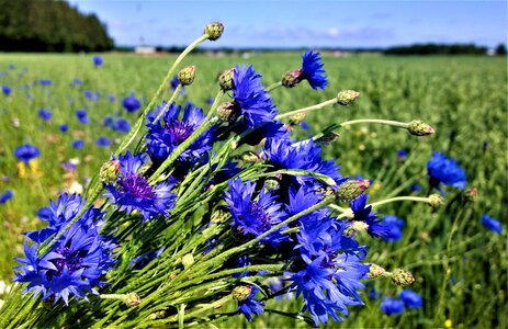 Summer meadow go field